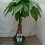 Money Tree Braided