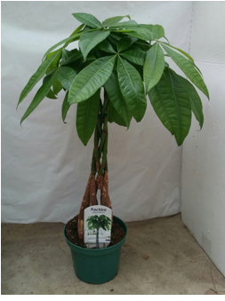 Money Tree Braided