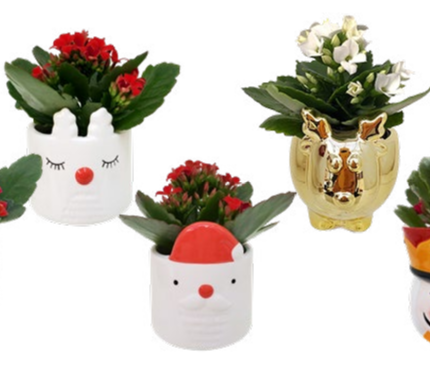 Christmas Novelty Mix
