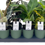 Tray of Tropicals
