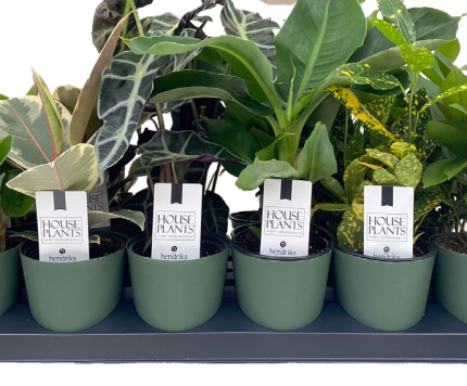 Tray of Tropicals