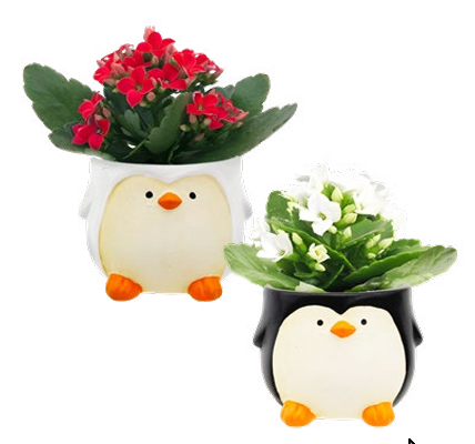 Kowalski Penguin Mini