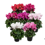 Cyclamen Merengue (Frilly)