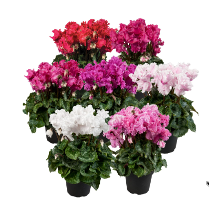 Cyclamen Merengue (Frilly)