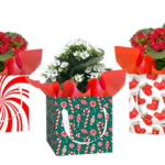 Confection Gift Box Set