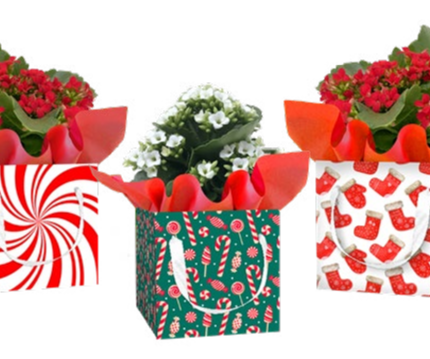 Confection Gift Box Set
