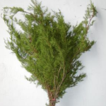 Florida Cedar