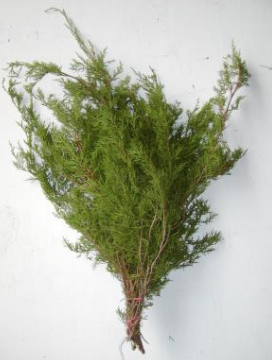 Florida Cedar