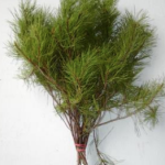 Florida Pine