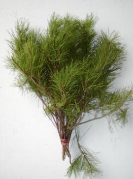 Florida Pine