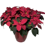 Poinsettia w/ Decopot