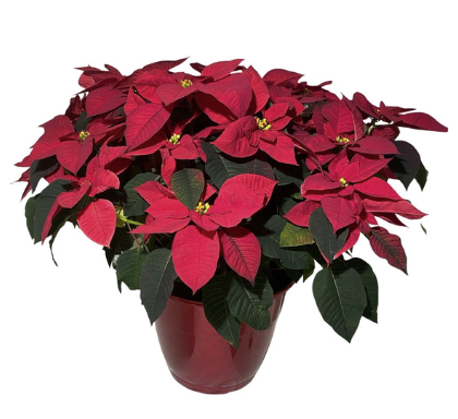 Poinsettia w/ Decopot