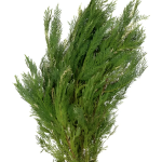 Leyland Cypress - Variegated