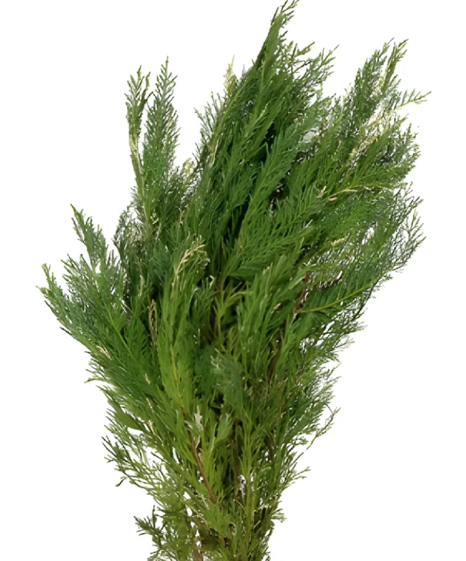 Leyland Cypress - Variegated Leyland Cypress - Variegated