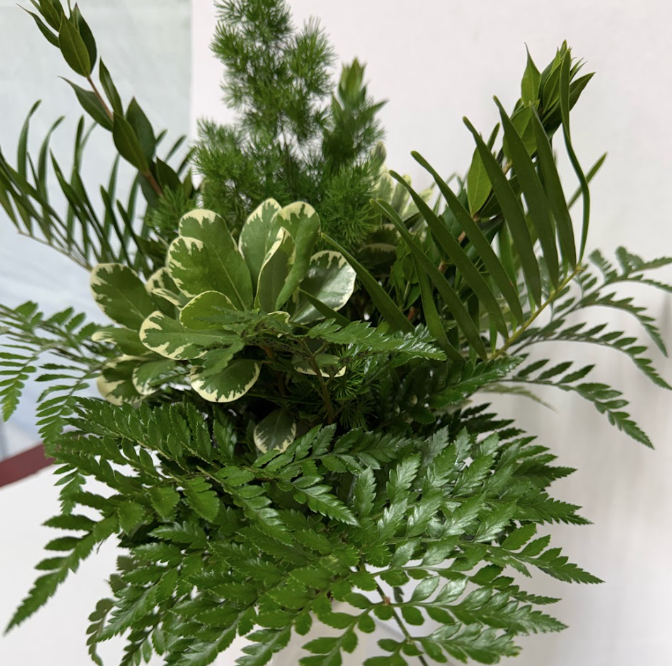 Bonita Verde