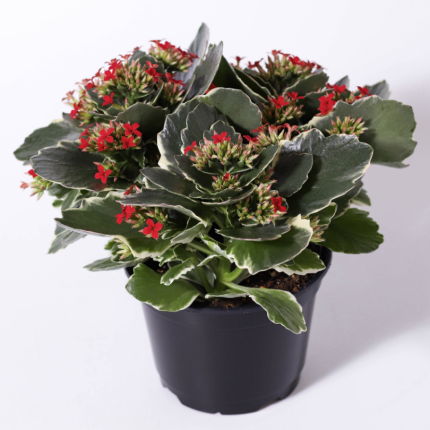 Kandy Kane Kalanchoe