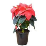 Poinsettia Tree