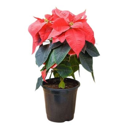 Poinsettia Tree